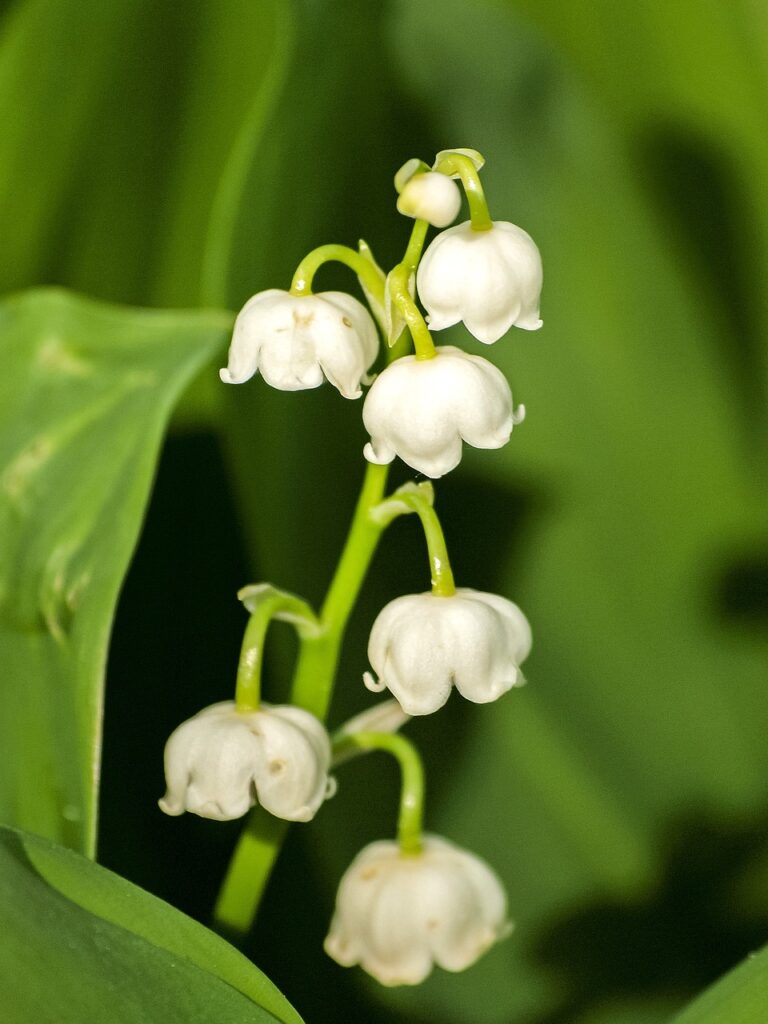 lily of the valley, flower, beautiful flowers-2398085.jpg